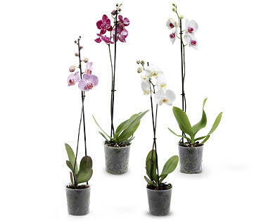 Orchidee