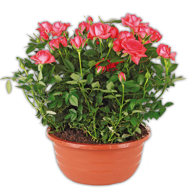 Rosen in Schale
