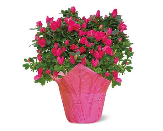 6" Azalea or Hydrangea Assorted Colors