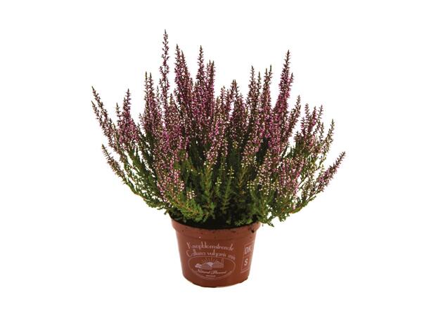 Lyng