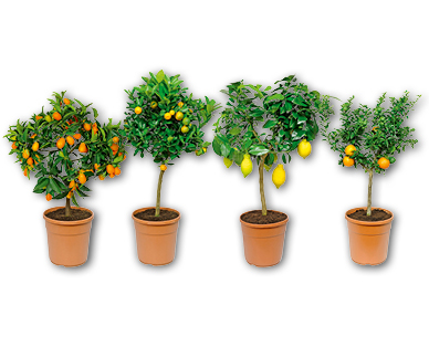 Piante mediterranee