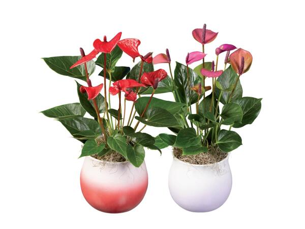 Anthurium "Super Mamma"