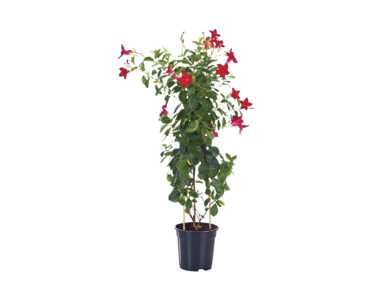 Mandevilla