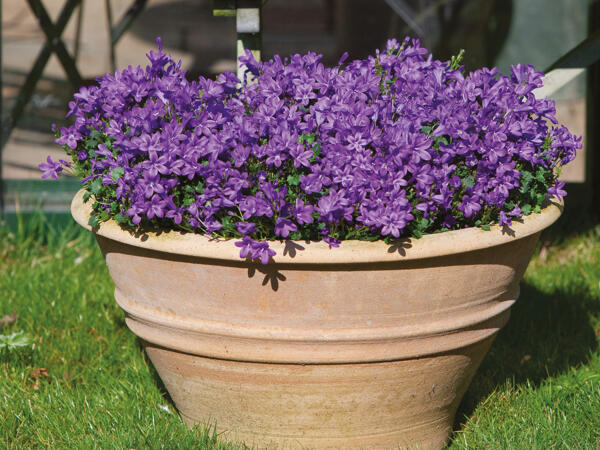 Klokkeblomst