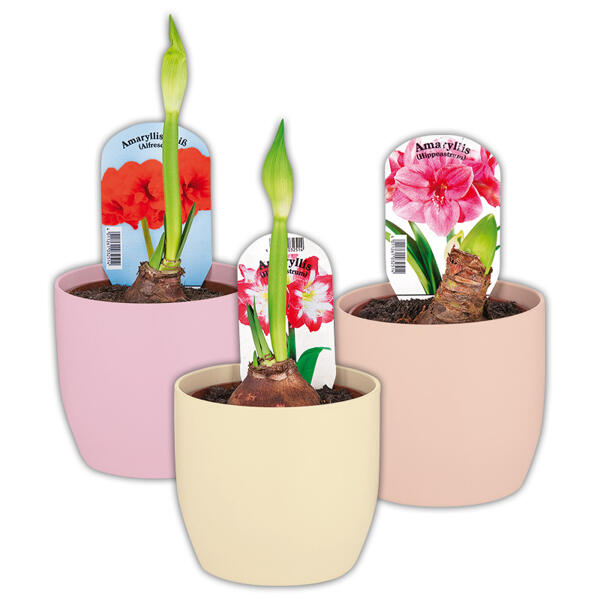 Amaryllis