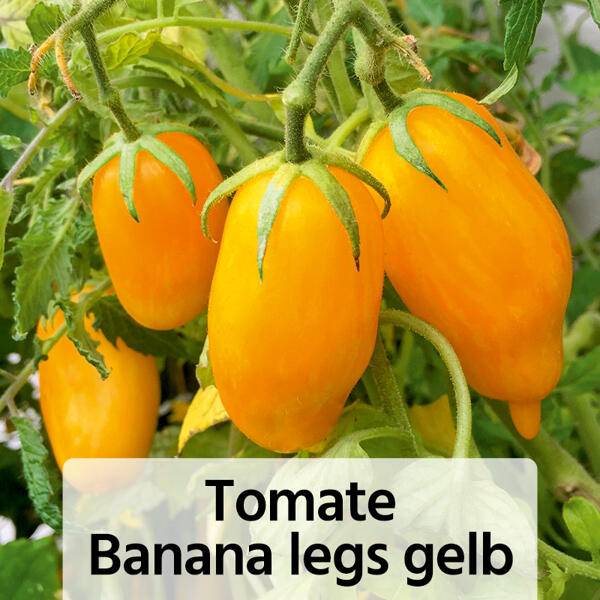 Fruchtgemüse / Tomaten