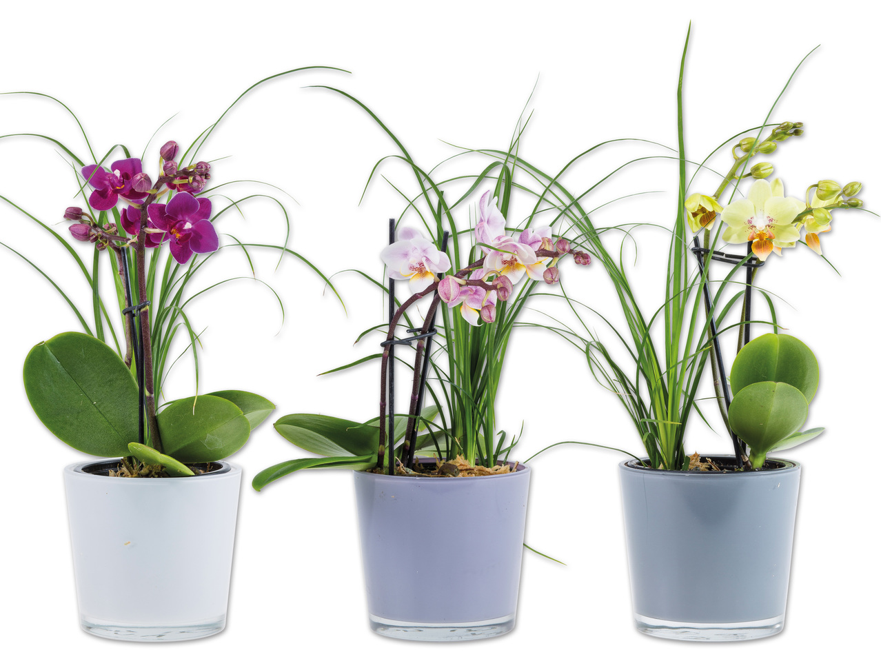 Mini Phalaenopsis und Nolina im Glastopf