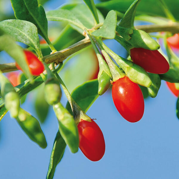 Vitaminreiche Beeren / Beerensträucher