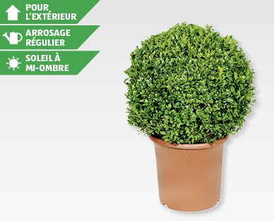 Boule de buis