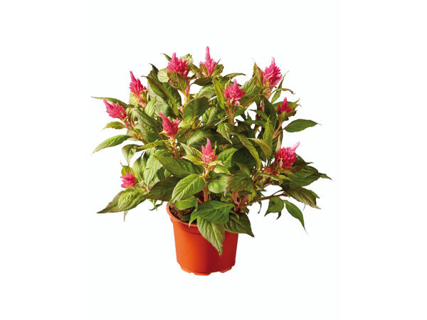 Celosia
