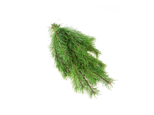 Assorted Seasonal Foliage