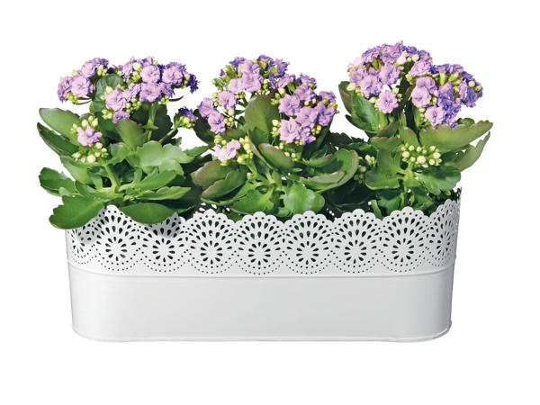 Planter