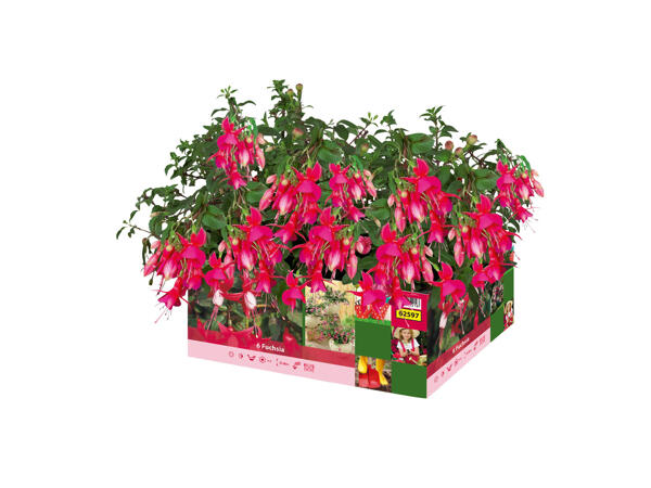 Fuchsia