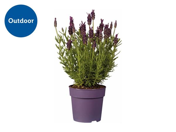 French Lavender