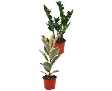 PIANTA ENERGIZZANTE FENG SHUI