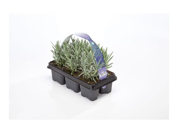 Lavender