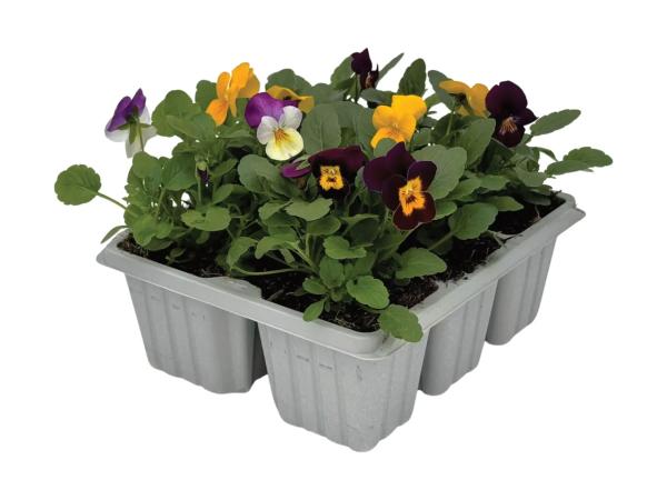 6 Pack Spring Bedding