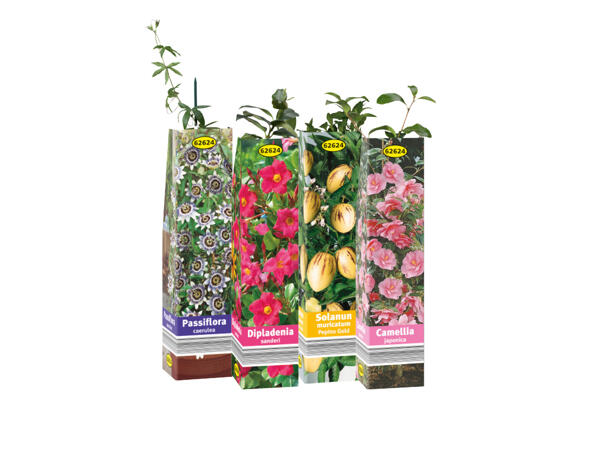 Sommarblommor