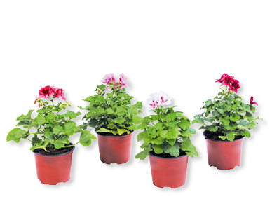 Pelargonium grandiflorum GARDENLINE(R)