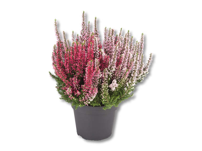 Calluna vulgaris (dès 14.9.)