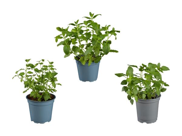 Mélange de menthe