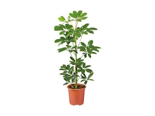 Grøn plante