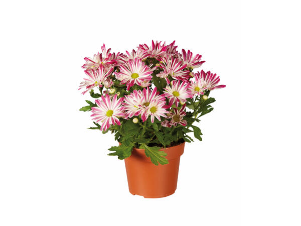 Chrysanthèmes " Elle Fleur "