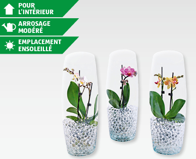Phalaenopsis dans un verre