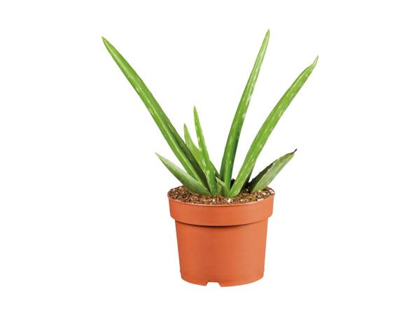 Aloe Vera