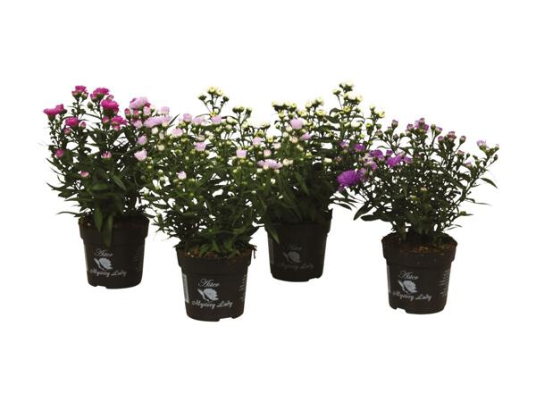 Aster