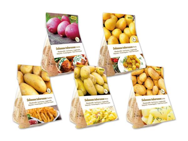 Pflanzkartoffeln für den Eigenanbau
