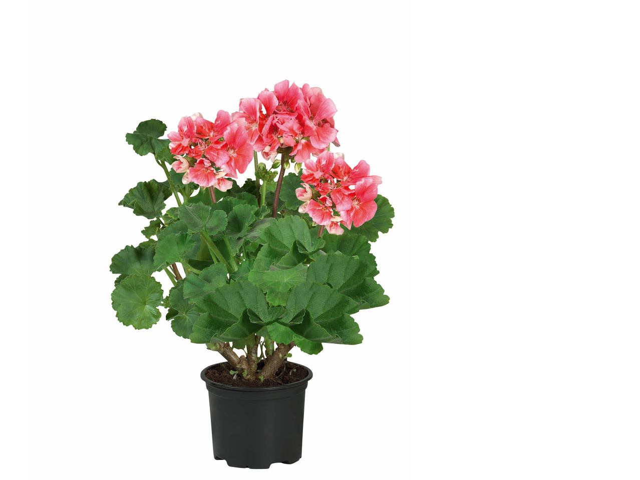 Staande geraniums