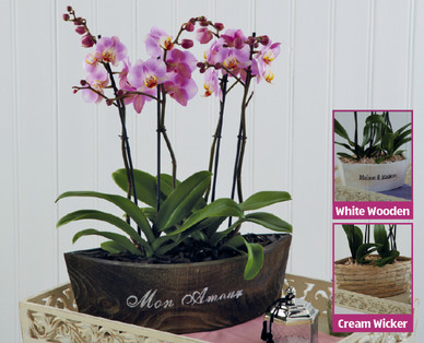 Orchid Arrangement