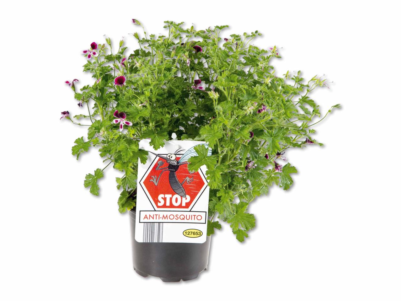 Géranium odorant anti-moustiques