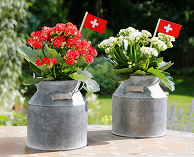 Kalanchoe dans un bidon à lait