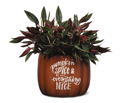 Harvest Fest Houseplant
