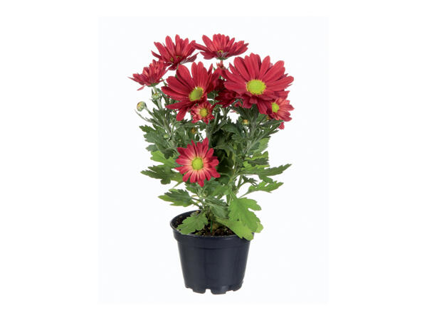 Mini Chrysanthemums