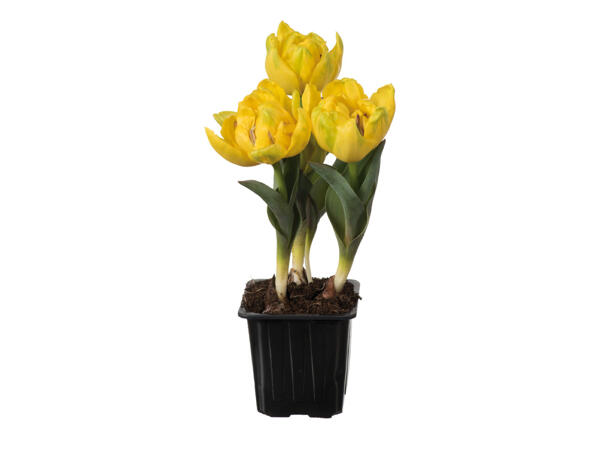 Tulip "Yellow Baby"