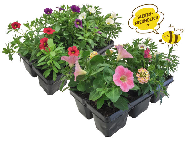 Beetpflanzenkollektion 6er Tray