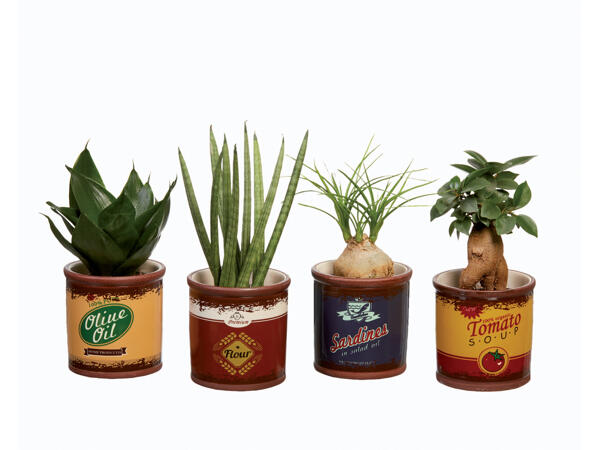 Green Plants
