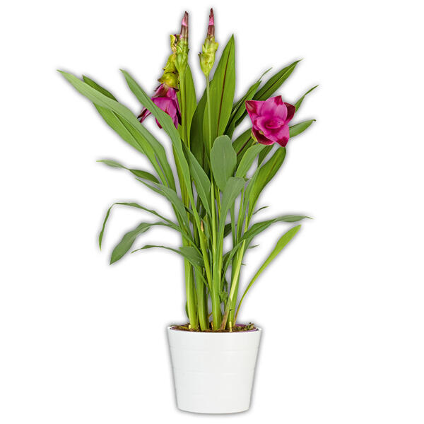 Curcuma