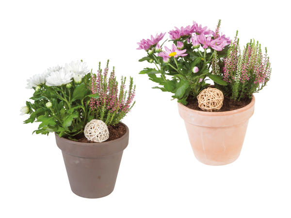 Pot de plantes automnal en terre cuite