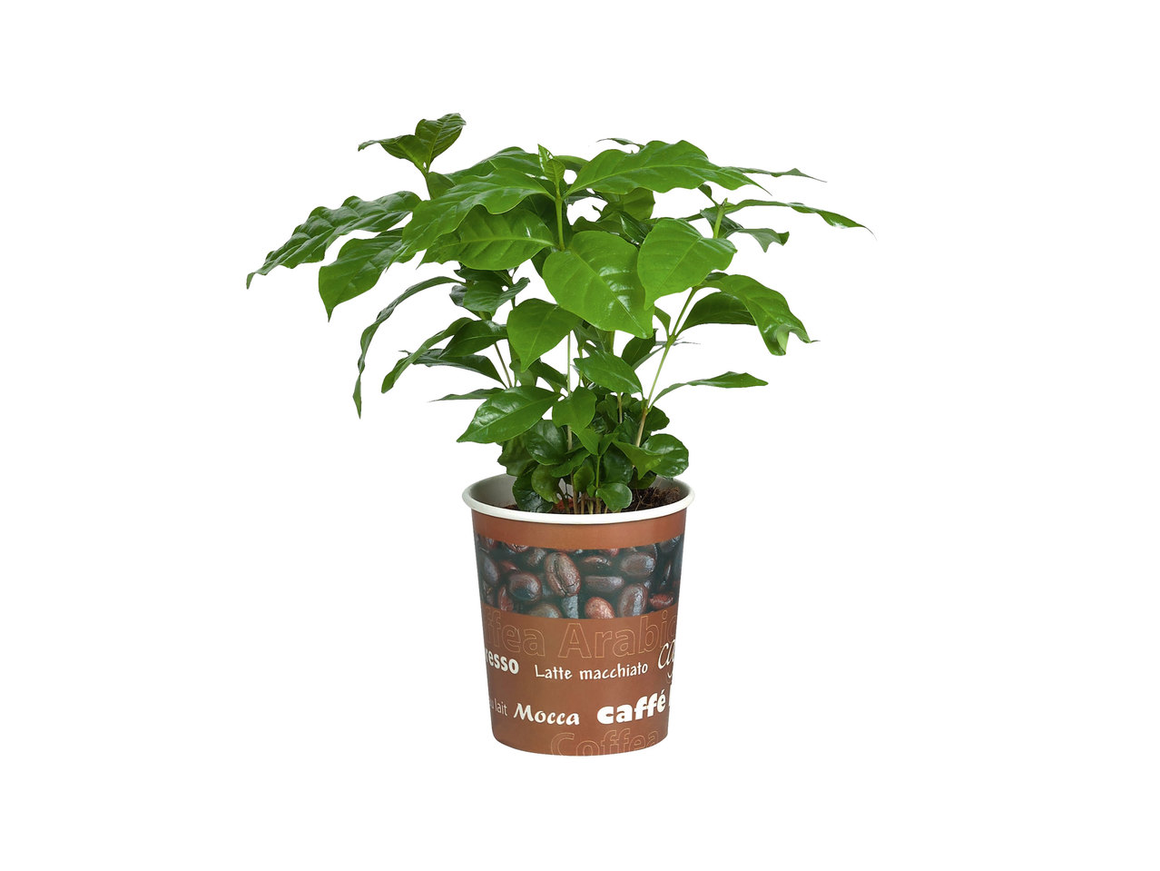 Fruitier en pot
