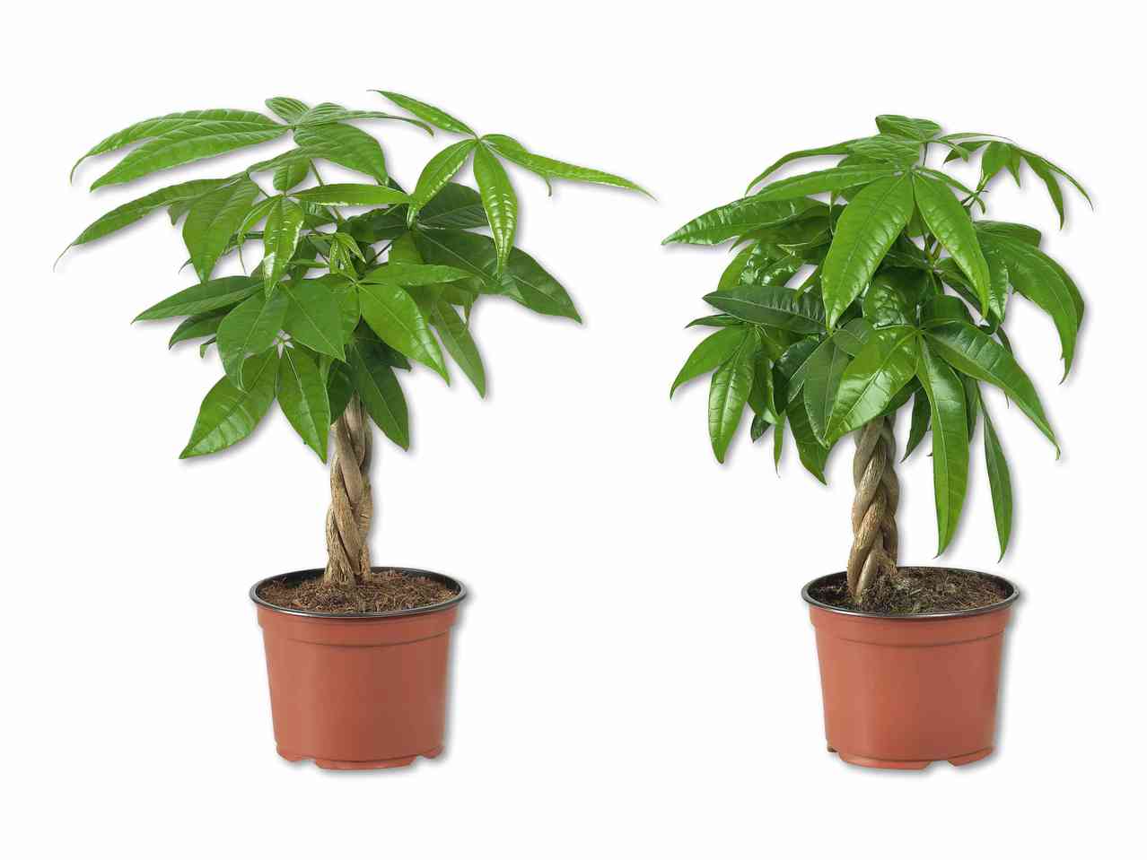 Ficus pachira