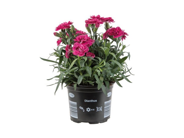 Dianthus1