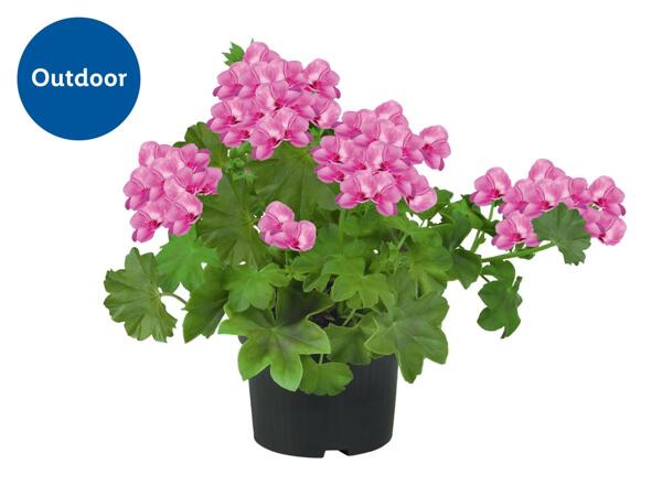 Trailing Geranium
