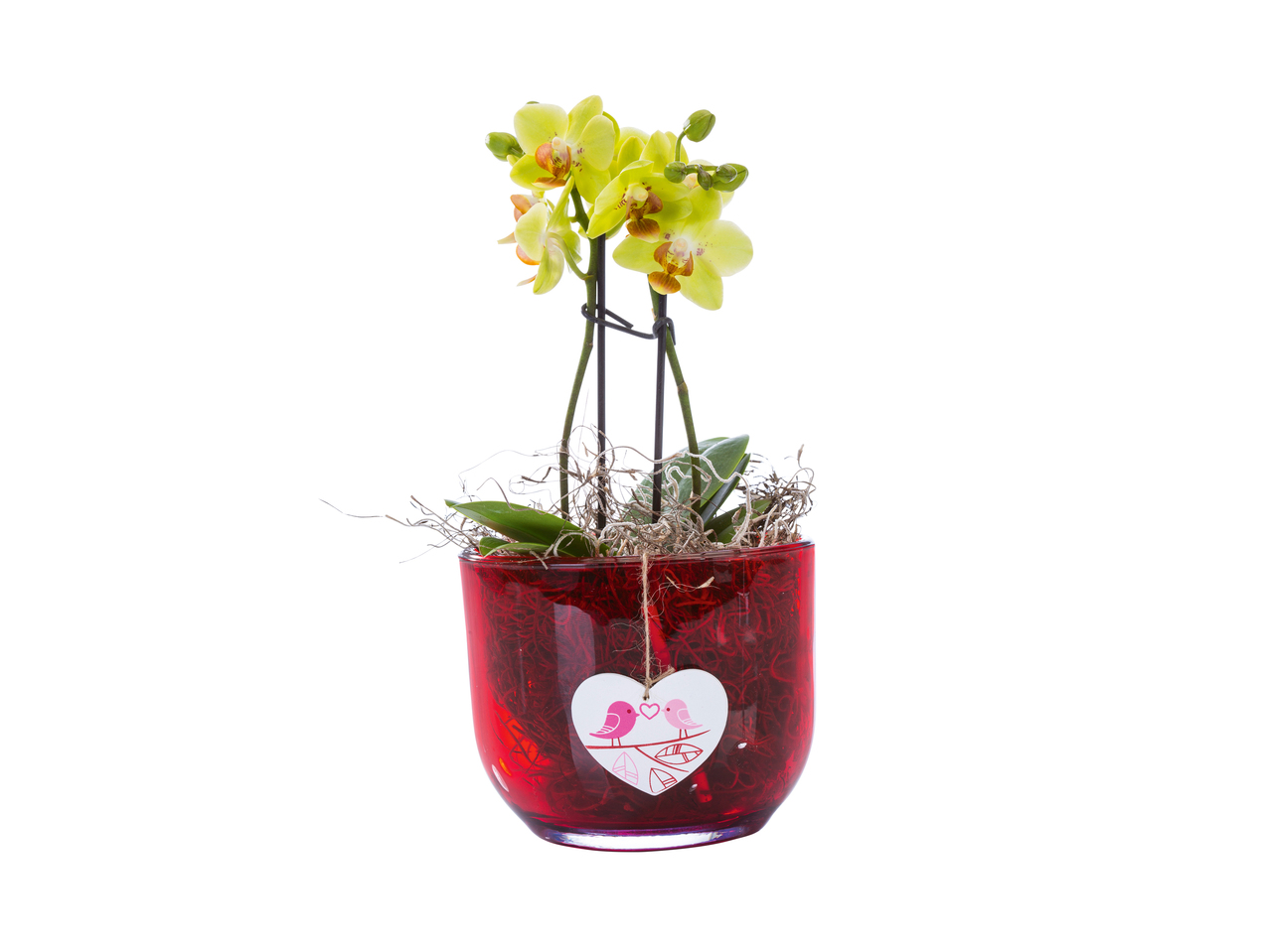 Mini-orchidee in glas