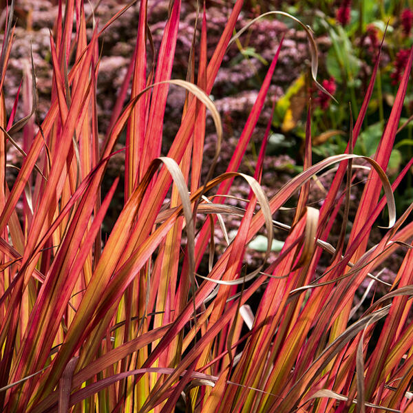 Blutgras "Imperata Red Baron"