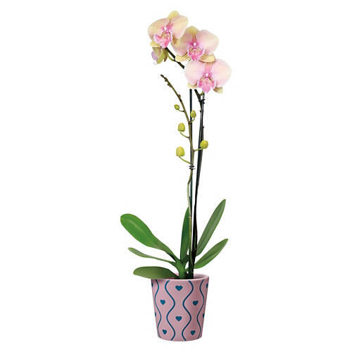 5" Valentine's Day Orchid - Assorted Color