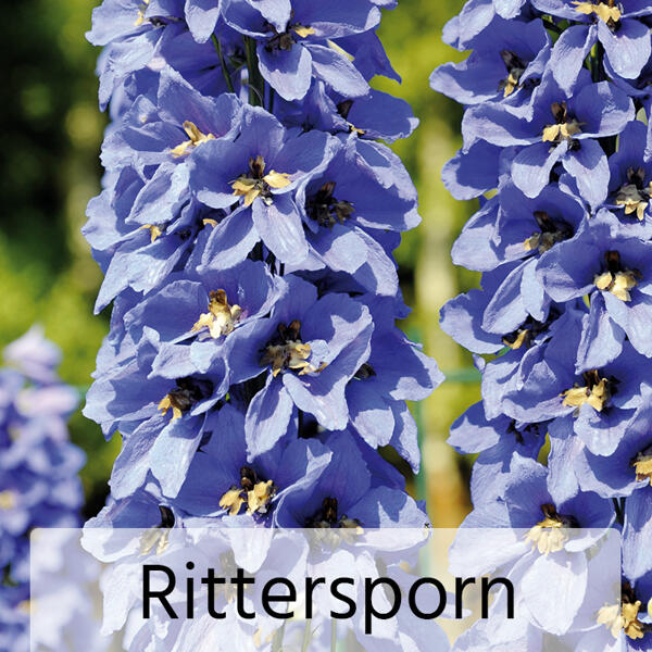 Gartenstauden-Mix